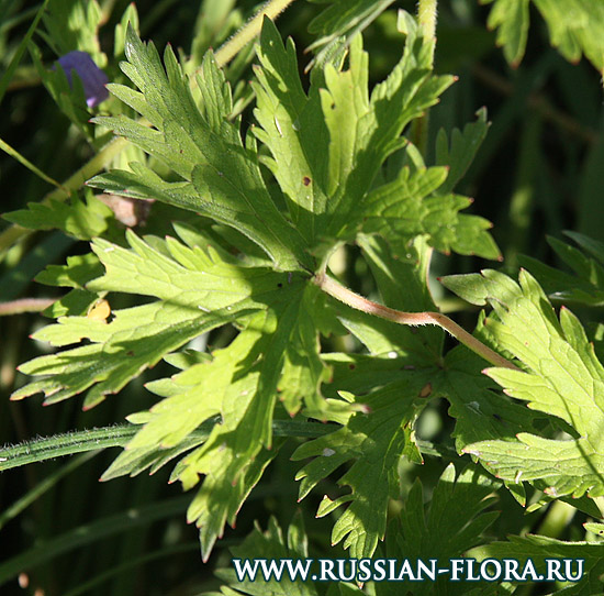 Герань луговая (Geranium pratense L.)